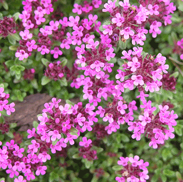 Thyme Red Natural Blend Essential Oil 4